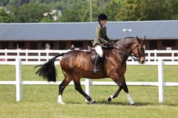 H237 SFAS Amateur Cobs