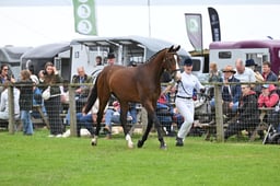 Sports Horse In Hand Championship