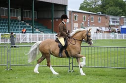 121 M&M Large Breeds Ridden