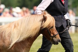 308 Mares