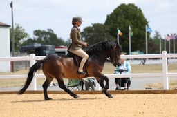 101H M&M Ridden Exmoor & Shetland