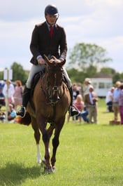 83 HOYS Lightweight Working Hunter