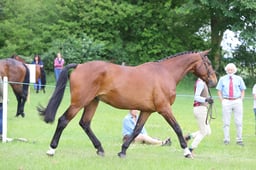 J36_6638 2026