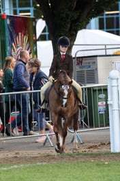 77 Show Hunter Pony Starter Stakes