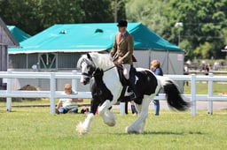 H137A Ridden Coloured Native Pony