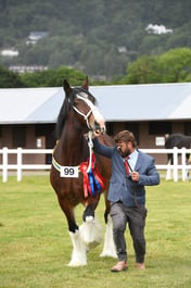 CLH272 Shire Foal