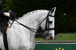A31_1062 2026