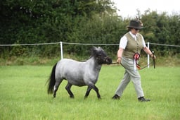 Shetland Miniature Championships