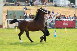 E69_0640 2026