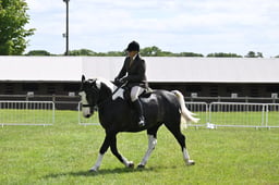 H180 TSR Amateur Ridden Coloured