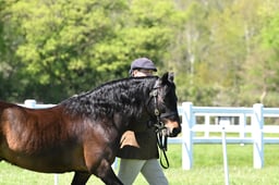 30-31 M&M In Hand 4yrs Plus Small Breeds