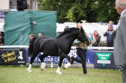 73 Best Stallion Colt or Gelding