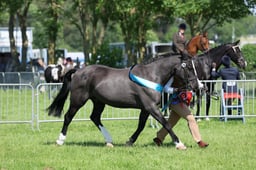 C33_1007 2026
