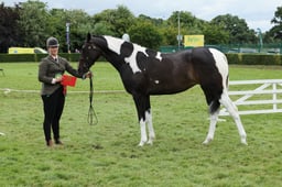 107 Two Year Old Filly