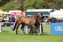 20 RoR Open In Hand NH