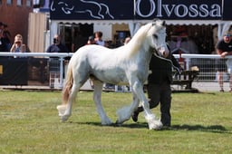 Z68_0217 2026