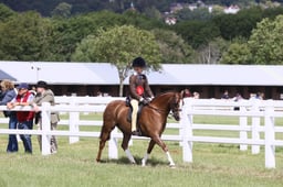 H163-160 HOYS SHP CHAMPIONSHIP