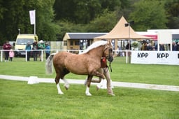 Welsh Cob, C Championship