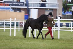 516 Small Breeds Mare or Gelding