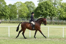 148 PB and Anglo Arabs Ex 148cm