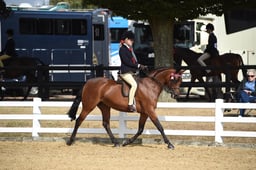 112D Show Pony Championship