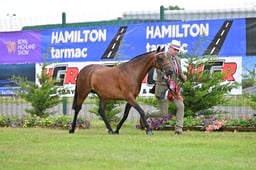 Overall Arab Championship
