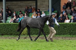 104 Yearling Colt or Gelding