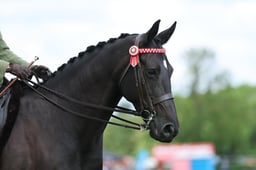 H36_8610 2026