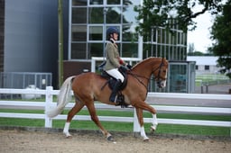 07E Working Hunter Pony Championships