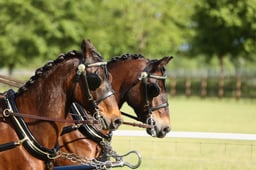 26 Private Driving Pairs & Tandems