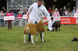 Ewe Lamb Championship