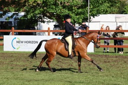 137 Novice Show Pony 138cm