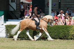 S61_0699 2026