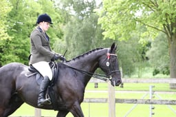 CL 13B Senior Horse