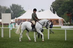 33-31 Senior Ridden Horse Championships