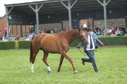 Sports Horse Breeding