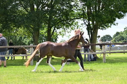 A41_1564 2026