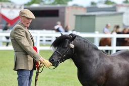 H33-30 SHETLAND CHAMPIONSHIP