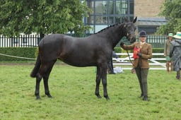 109 Three Year Old Filly