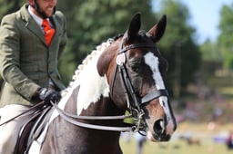 338 Non Native Horses