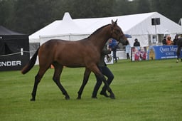 R37_2850 2026