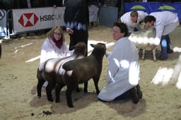 British Native Breeds Championships