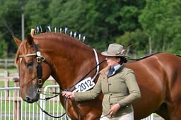 H276 Heavy Horse 3 yrs & over