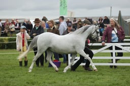 Welsh B Championship