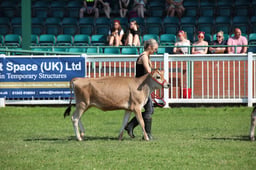 Parade of Livestock