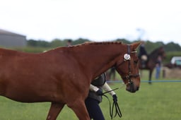 J36_6559 2026