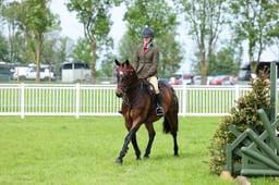 42 RIHS Open Working Show Horse