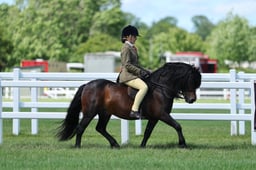 H10 HOYS Ridden Dartmoor