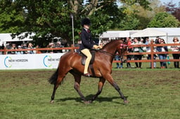 140 Show Pony 138cm