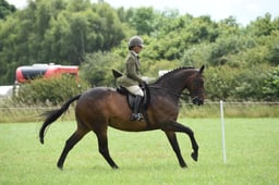 65 Ridden Irish Draught Sports Horse